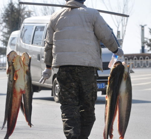 农村老人挑着扁担进城卖鱼,换生活费.
