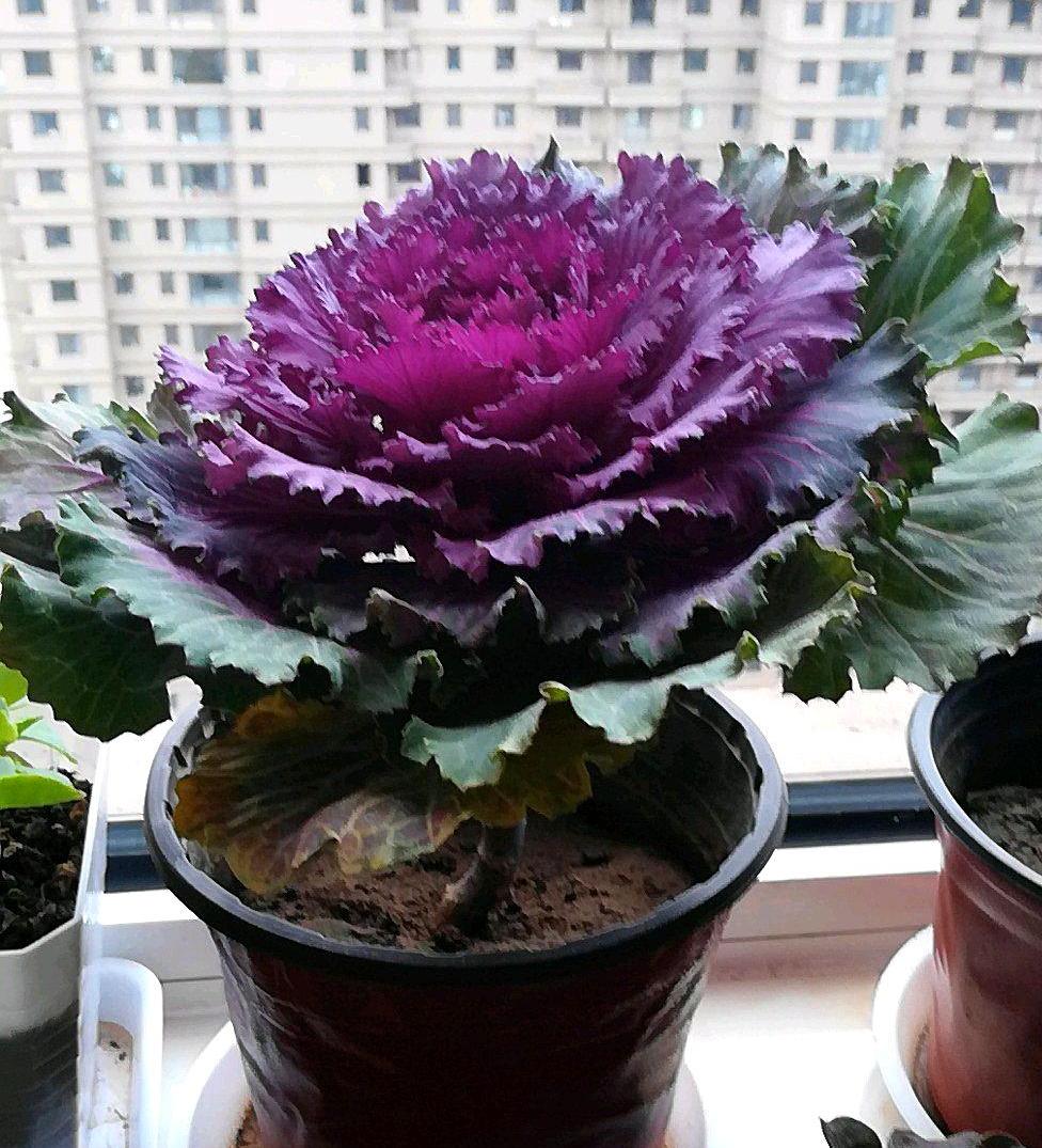 这植物名叫叶牡丹,是菜也是花,叶色鲜艳夺目,能吃又能看