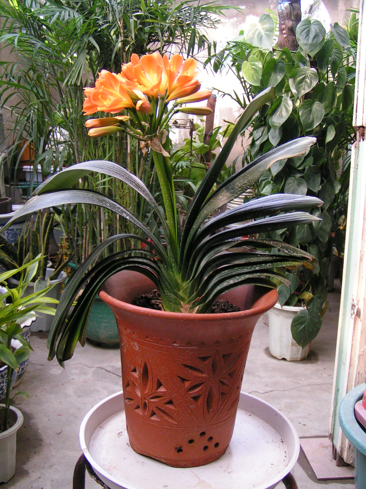 2月底,快给君子兰换盆换土,注意这几点,越长越旺