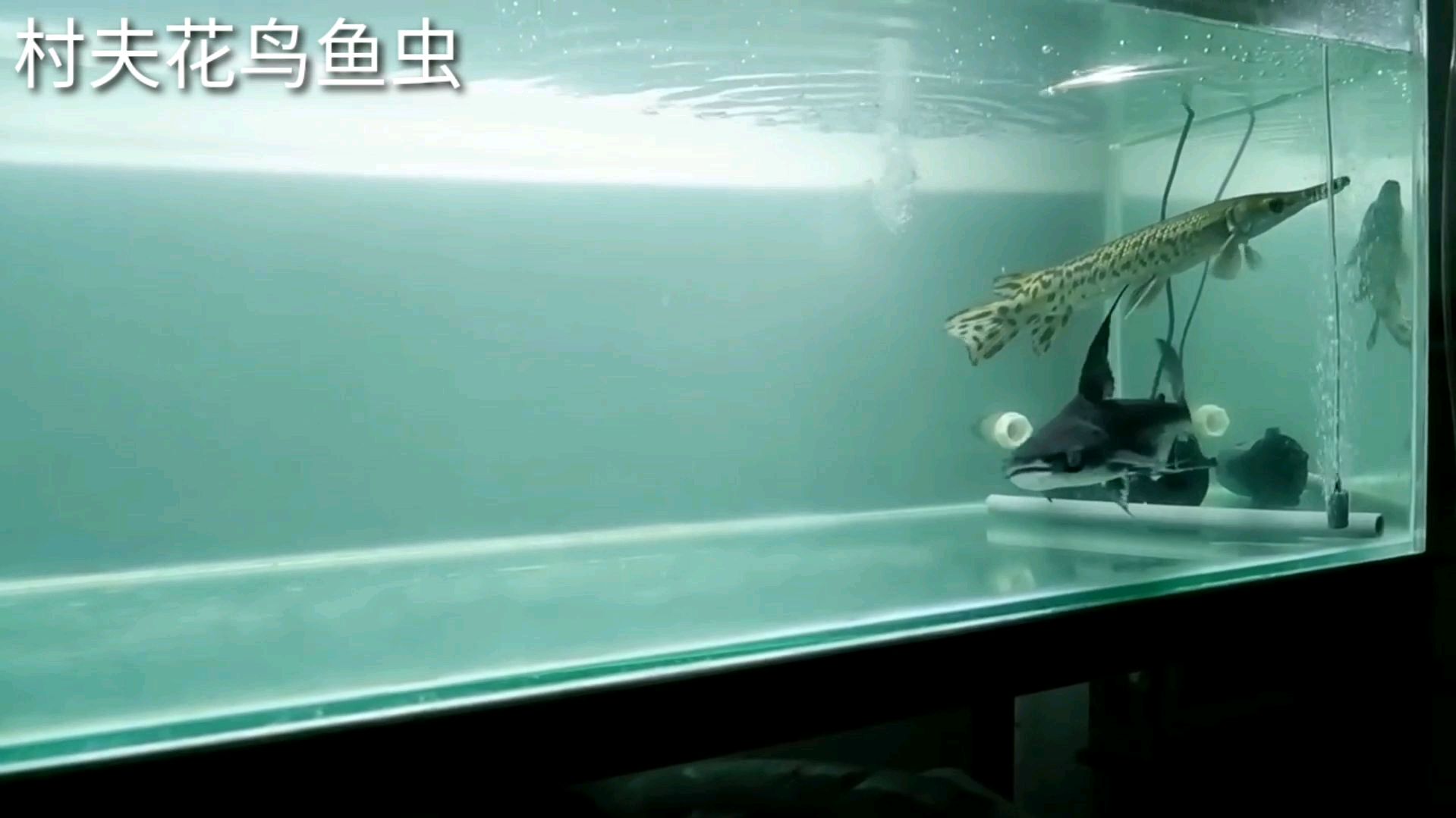 观赏鱼界的神经病,外貌像鲨鱼,搅和的鱼缸一刻不得安宁