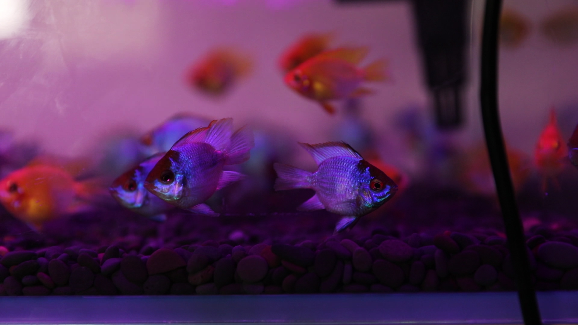 资深观赏鱼玩家为你讲述——宝蓝凤凰阿凡达的饲养与繁殖!