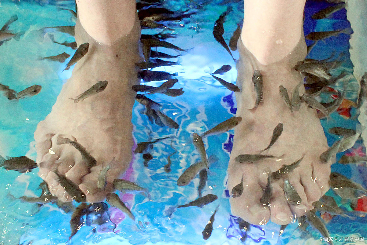 足疗的小鱼最后去了哪里?