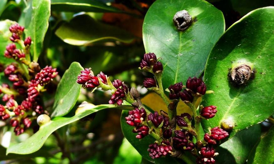 人称"蚊子树",可做绿植观赏,药用价值极高,遇见请别再当柴砍