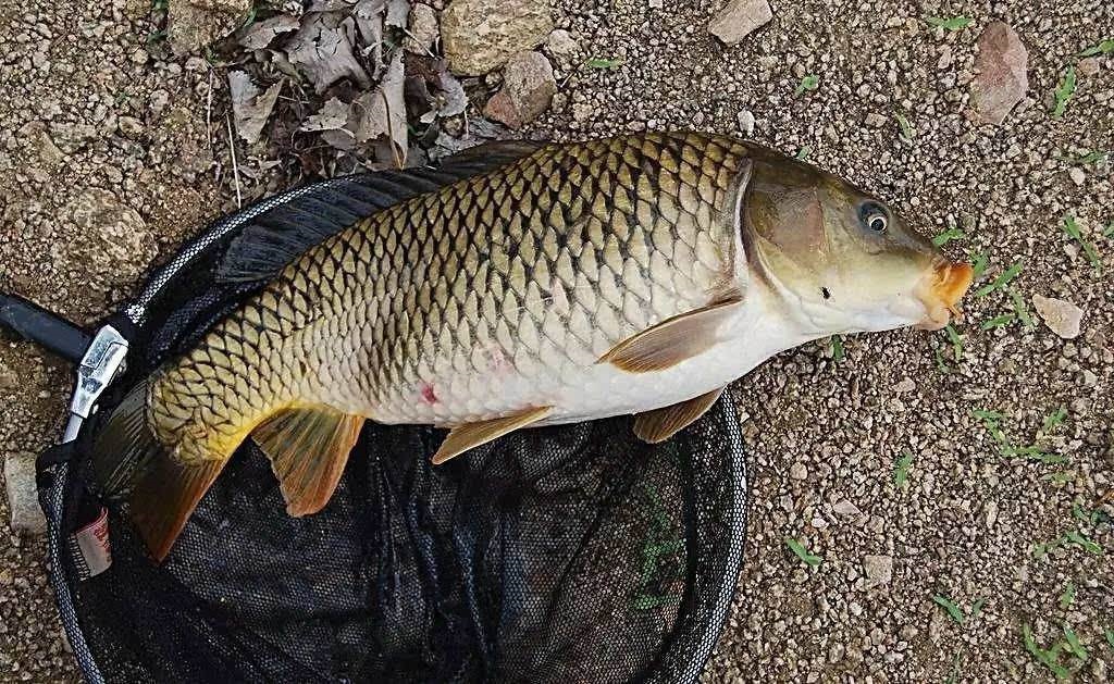 这些野钓时常遇的问题,钓鱼高手这样解决,你遇到过吗?