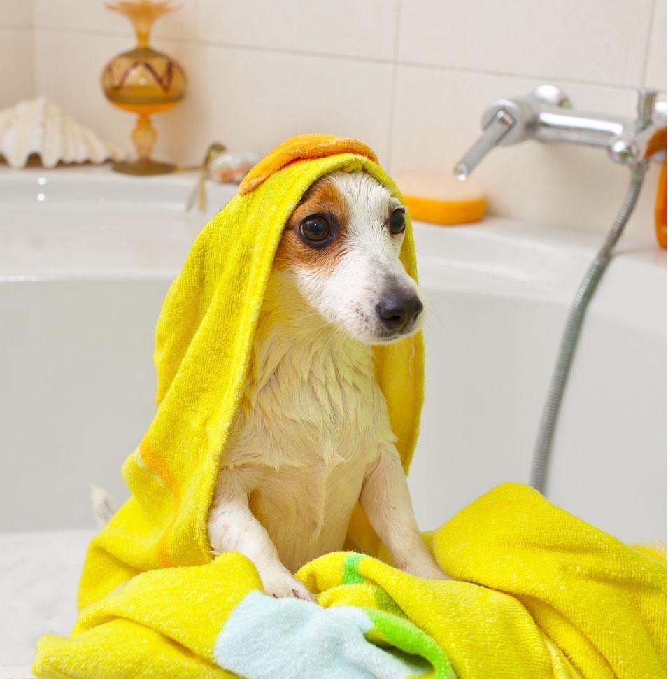 给狗狗洗澡也有学问,铲屎官们要留意,这五点要记住