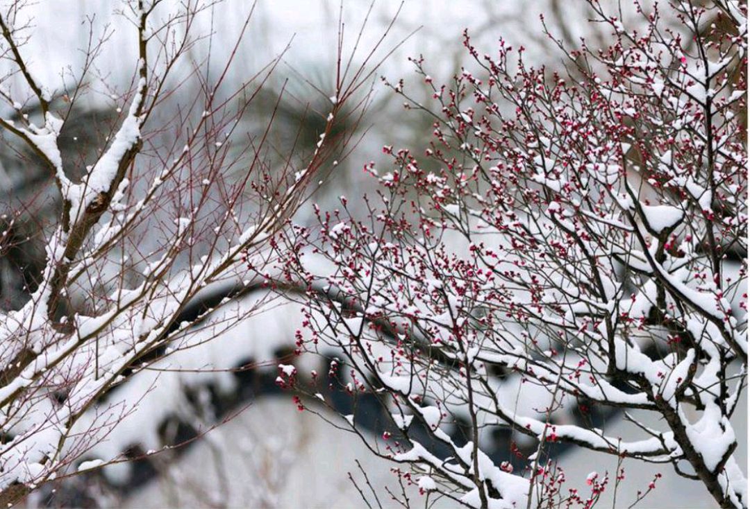 《梅花引:孤傲梅花雪中藏