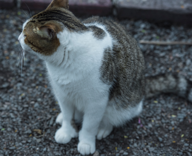 错!这是海明威家的六趾猫