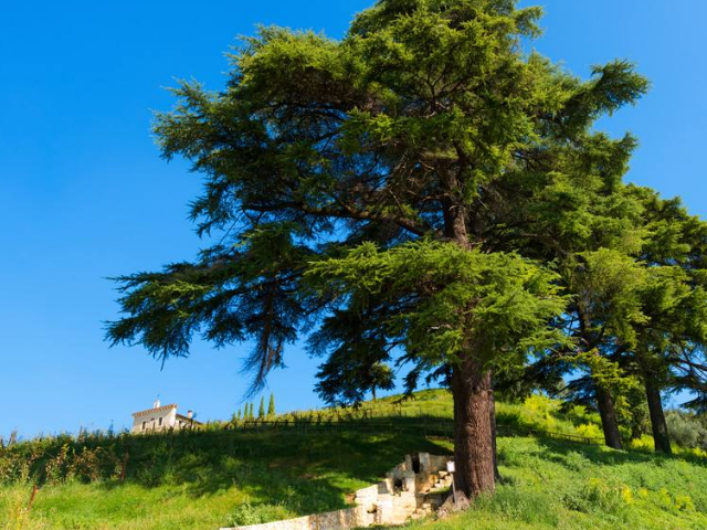 黎巴嫩雪松,是黎巴嫩的国树,被当地人民视为纯洁和永生的象征