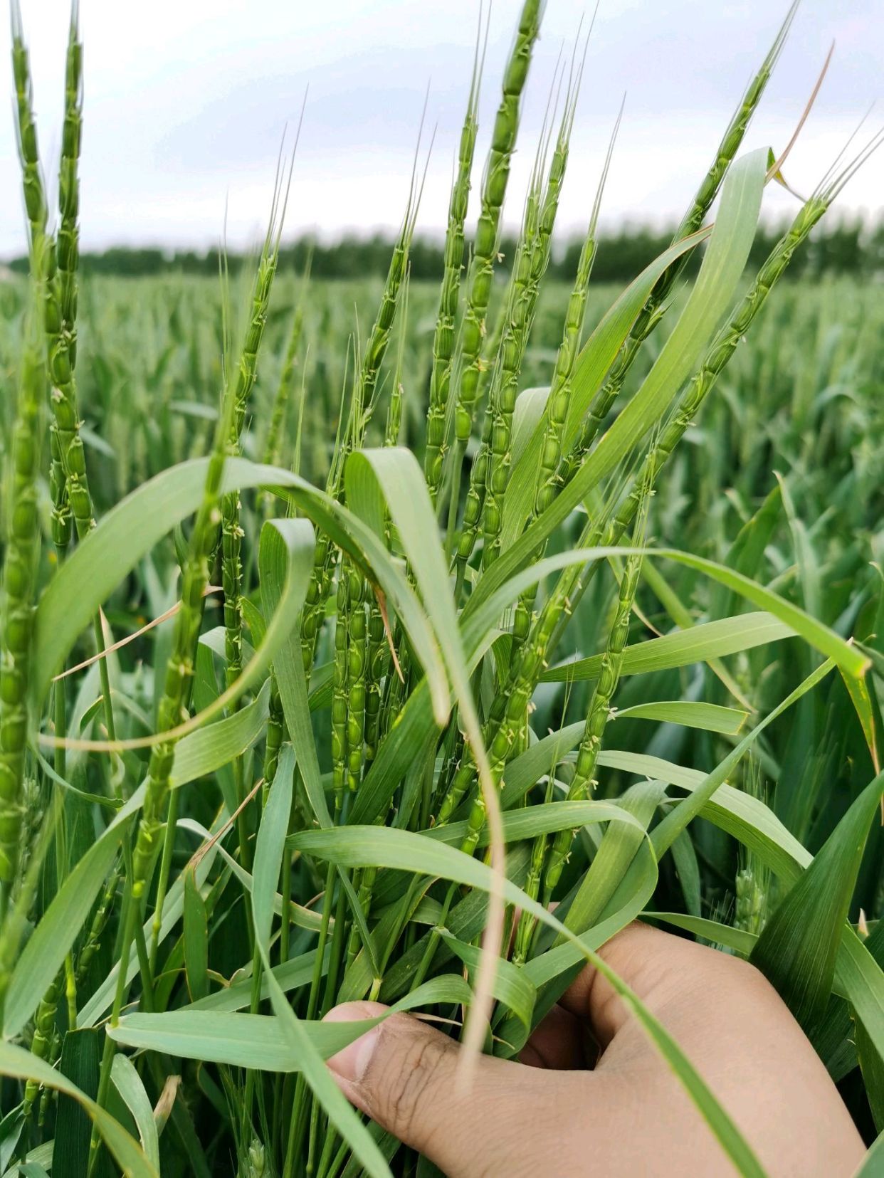 小麦田里的异类之野麦子