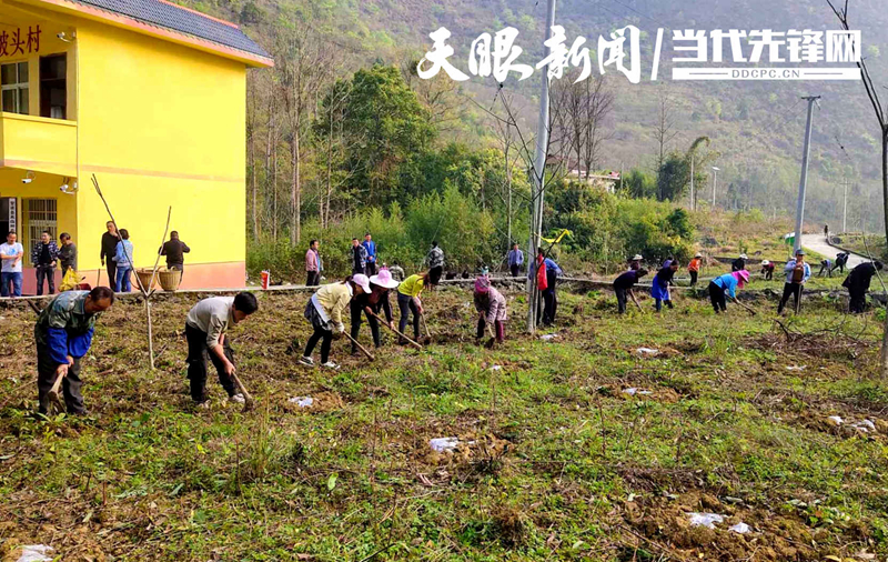 種下花椒 結出幸福——望謨縣樂旺鎮坡頭村花椒種植見聞