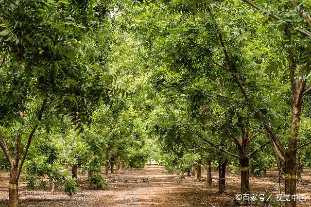 隨著你的山核桃樹開始進入年齡,必須在春季提供硫酸鋅作為飼料.鋅是