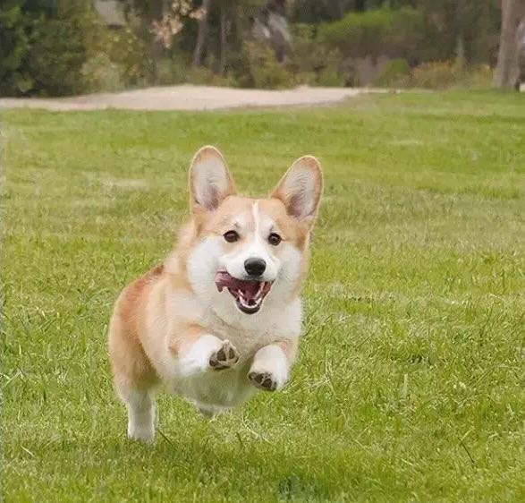 世界犬种介绍之十三:短腿电臀—威尔斯柯基犬