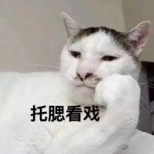 别人家的猫?我一点都不羡慕!