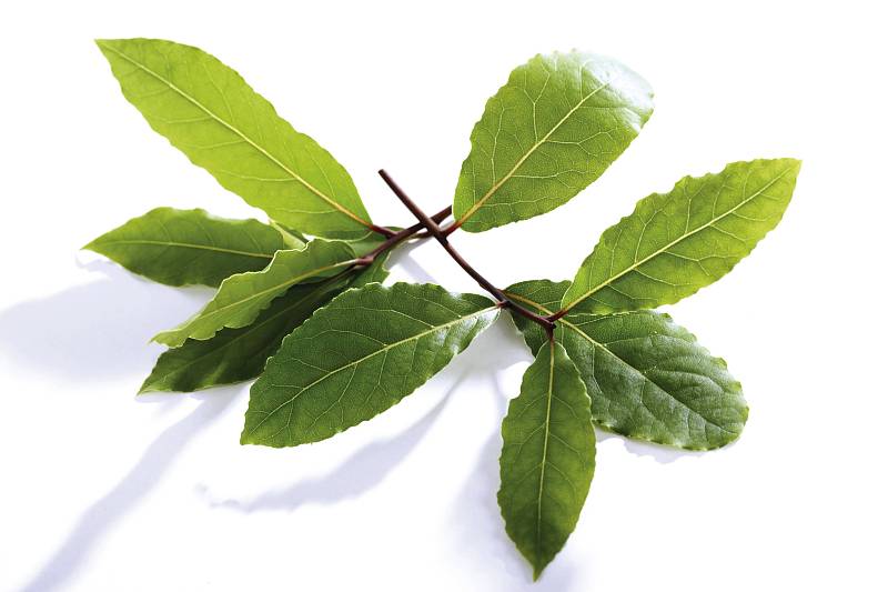 叶树- 热门商品专区