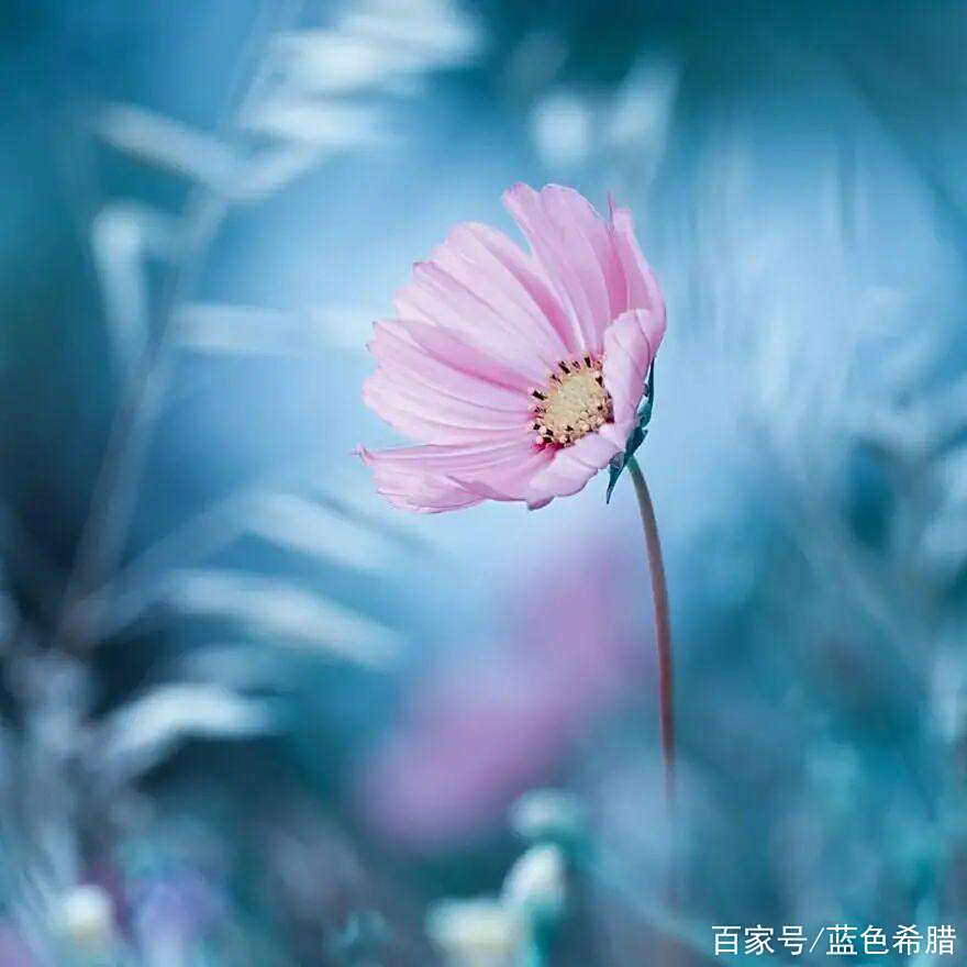 单反背景虚化摄影技巧(单反怎么虚化背景)