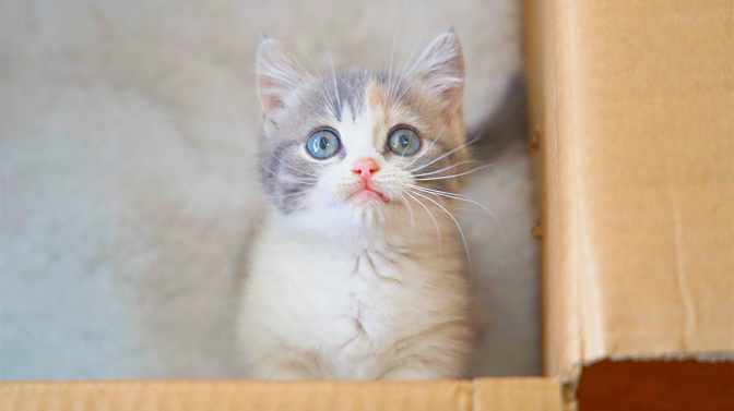 萌猫 萌猫折耳_微信头像_我要个性网