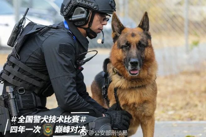 不萌则已一萌惊人,警犬的杀伤力也太强大了吧!