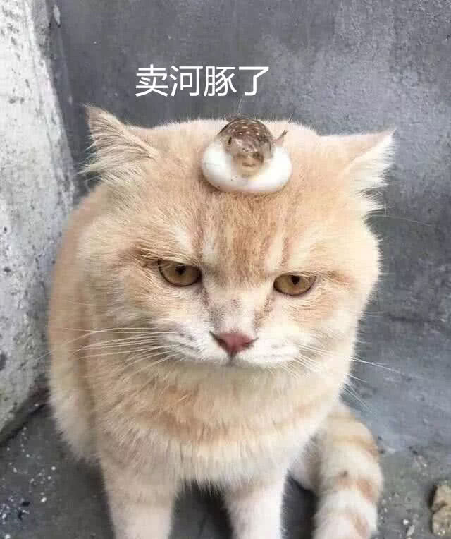 主人带着猫咪去卖河豚,一脸不情愿的表情萌翻路人,说好的酬劳呢