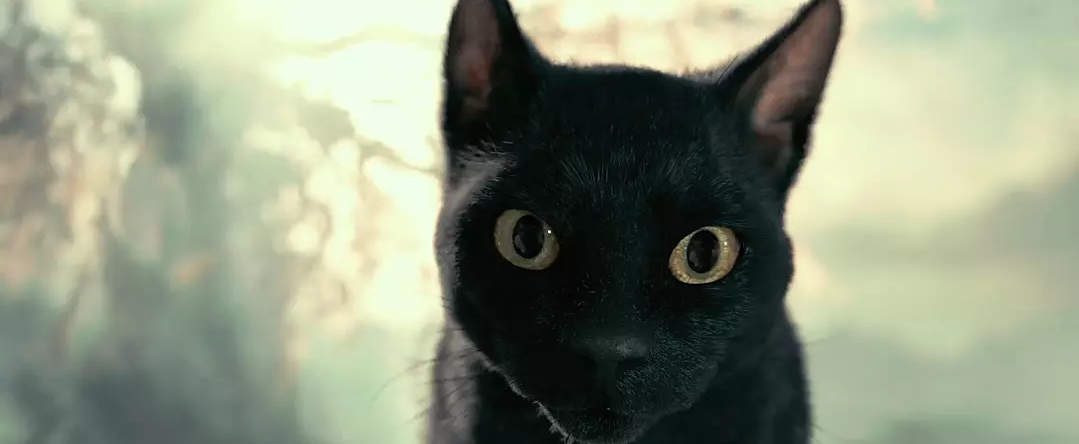 有可萌可妖的黑猫