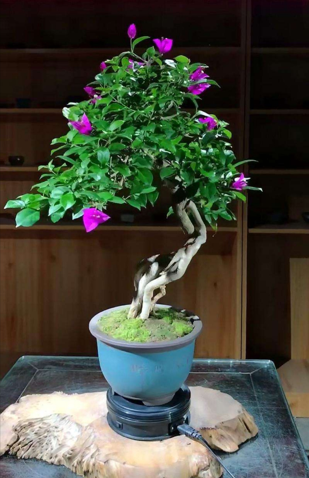 三角梅怎样在盆景制作中造型和定型?