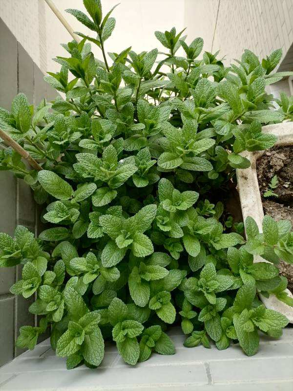 家里养盆香草,掐个叶子还能吃,屋子清香四溢