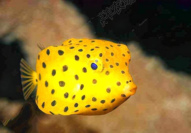 绿龙鱼,藏在草丛里都看不见它.像是移动的水草.