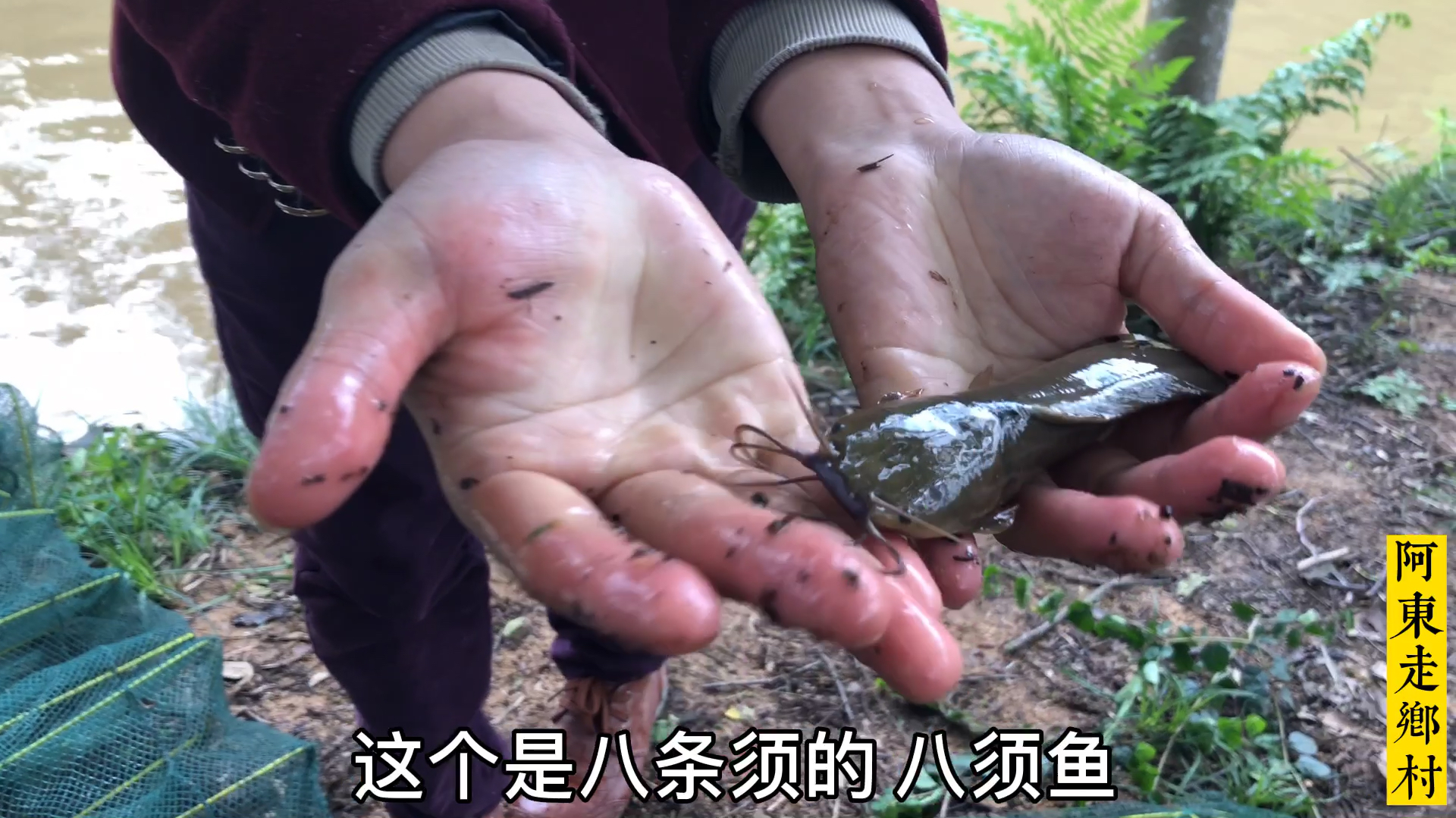 阿东拔草喂鱼,顺便收一下地笼,运气不错收获一条八须鱼