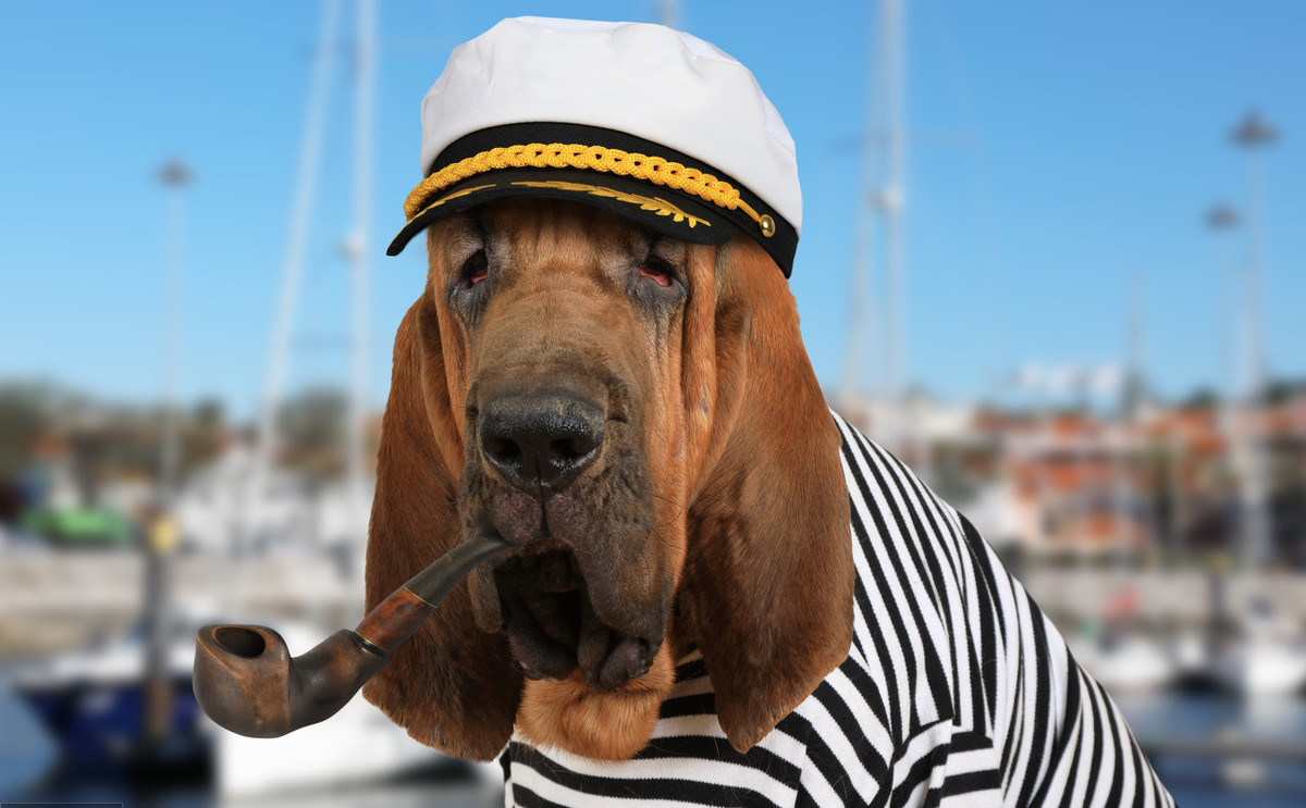 寻血猎犬-宠搜- 爱宠大机密爱好者们的集中地 - 熊猫人创意