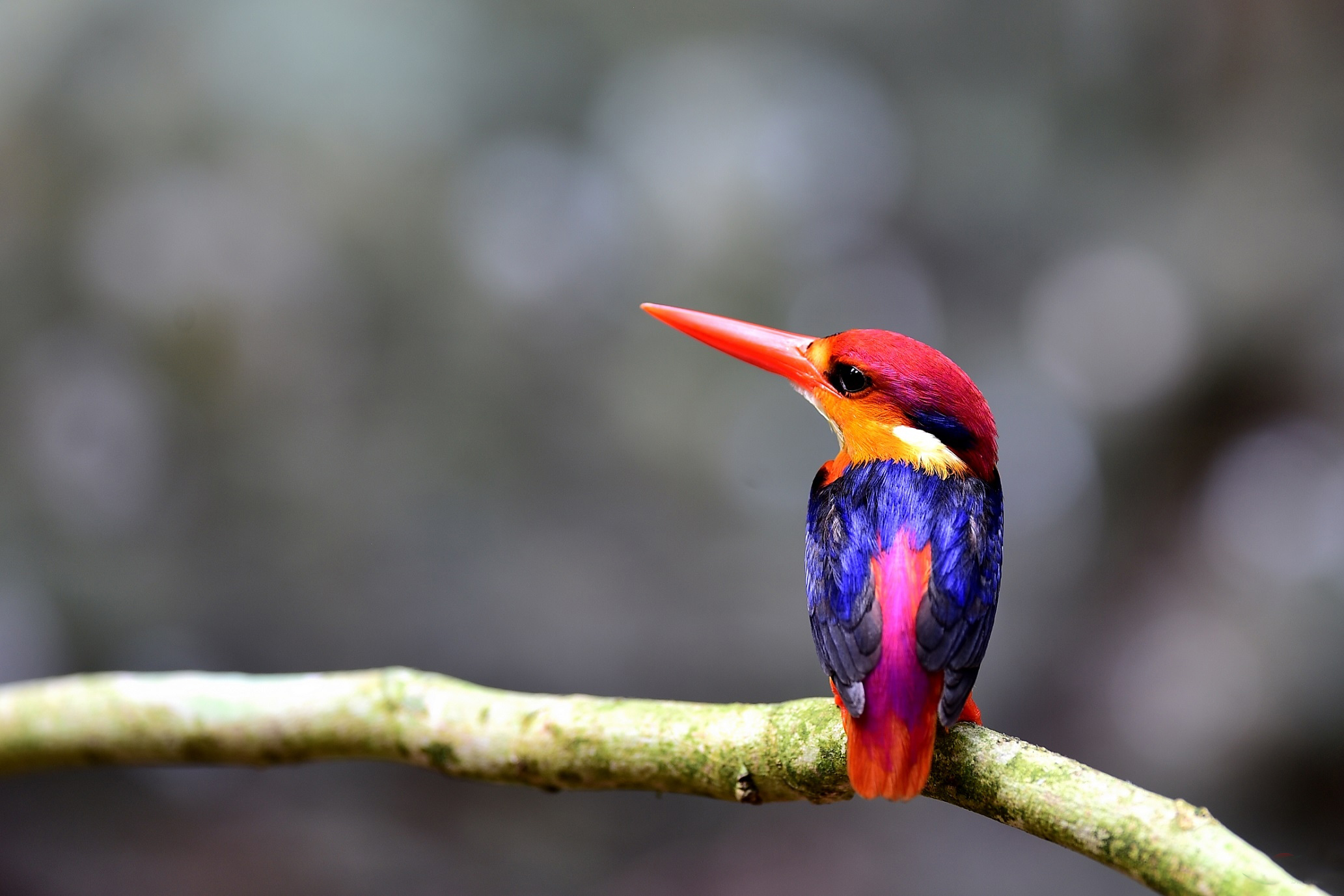 这种有三个脚趾的翠鸟,看上去真是卡通