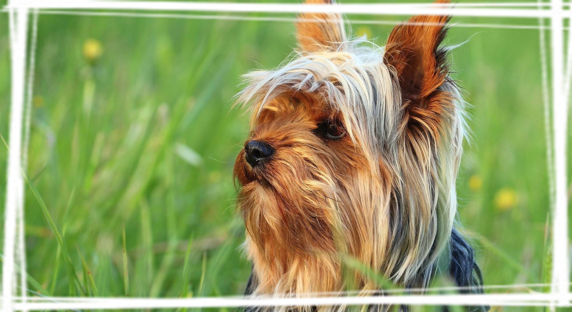 澳大利亚丝毛梗可爱狗狗桌面壁纸