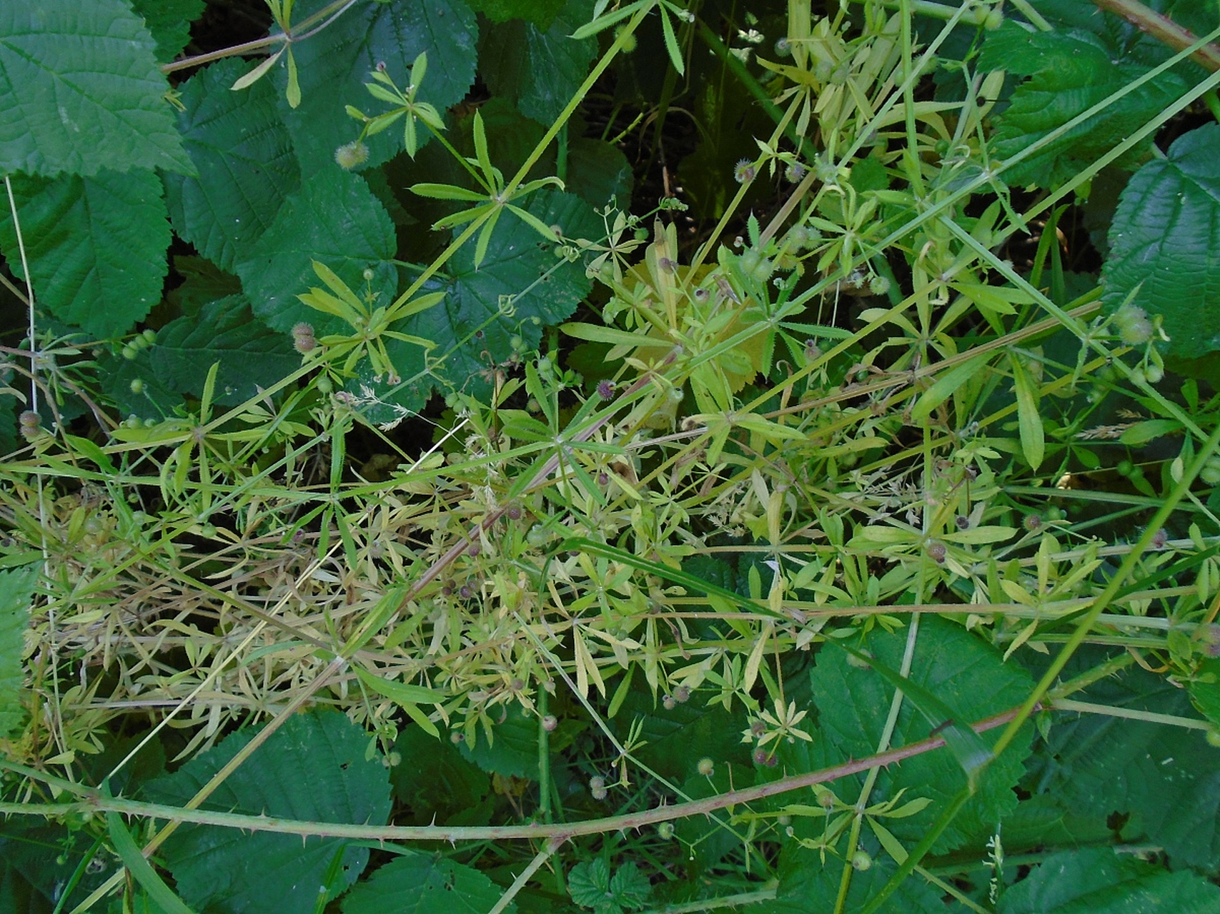 透骨草有几种  通骨草的种类多种多样,我给大家详细介绍几类较为普遍