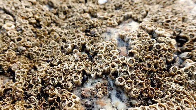 密集恐惧是祖先的保命技能,但领导看完这篇就吐了