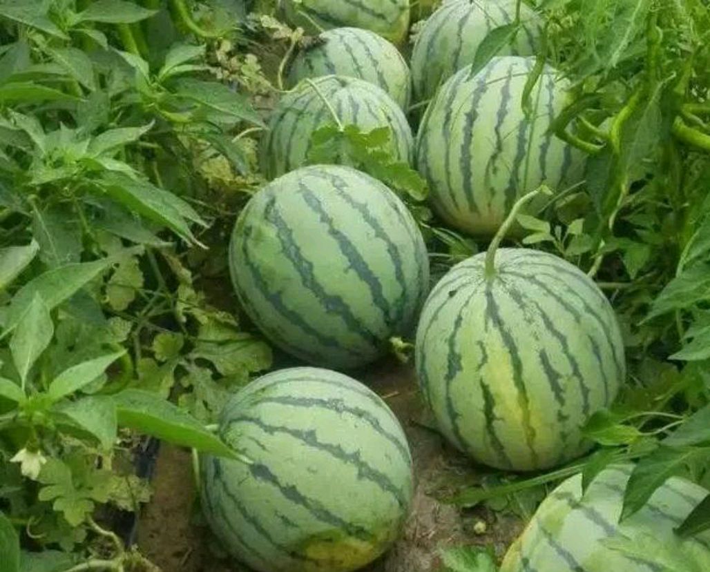 10亩地种花生玉米西瓜,一年挣6万左右,值得吗,还是出去打工?