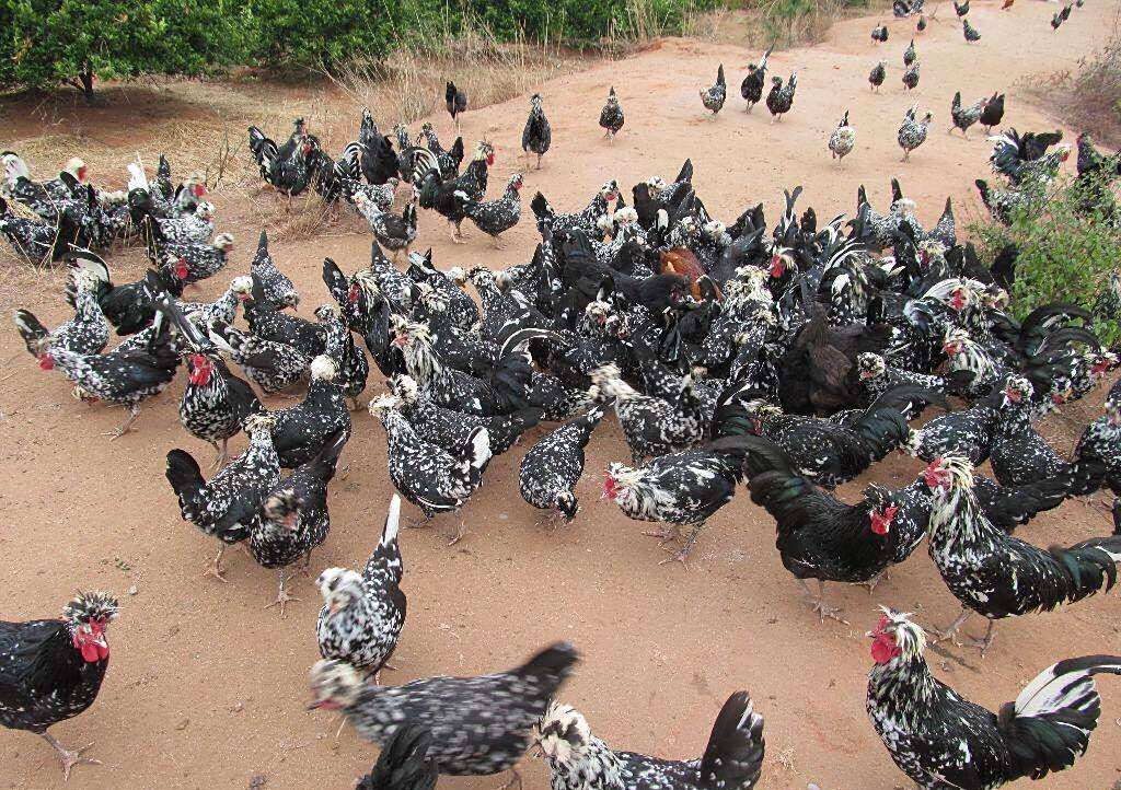 特种养殖贵妃鸡抗病强,适应性广,掌握这几点,轻松"赚大钱"