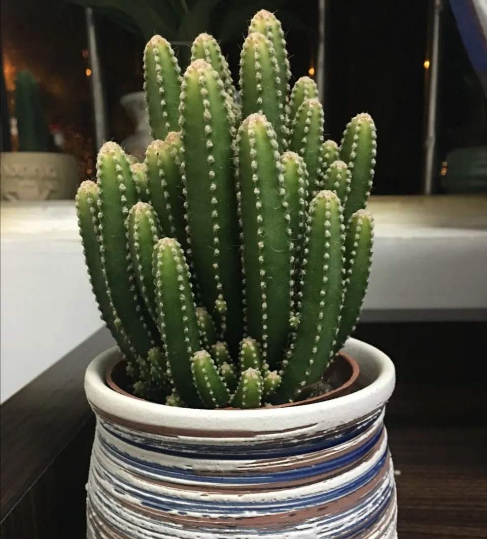 盆景- 热门商品专区