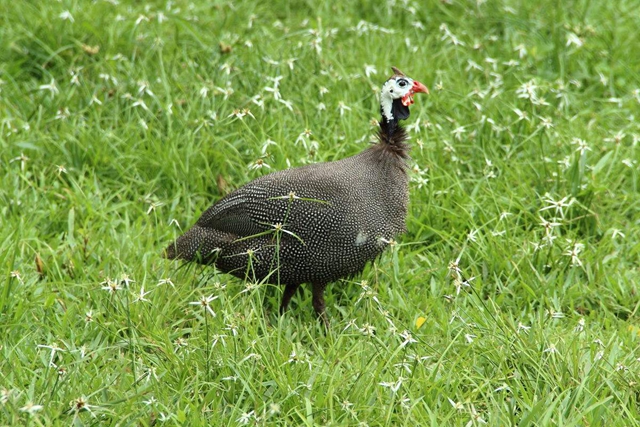 他选择散养珍珠鸡,想要获取更大的利益,如今收益很乐观