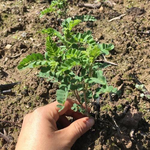 黄芪高产种植技术和栽培方法解析,夺取黄芪高产丰收