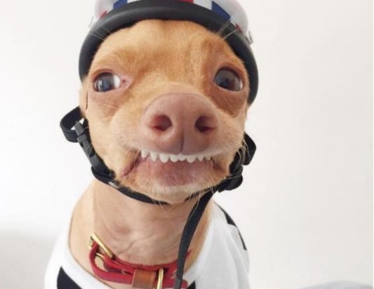 宠物图集:小龅牙猪鼻汪星人