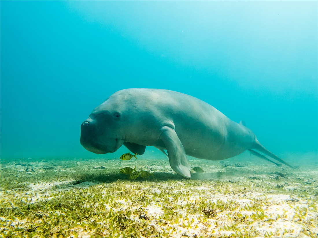 儒艮看起来很害羞,但喜欢2-3头成群活动,也会组成6头左右的小群体,有