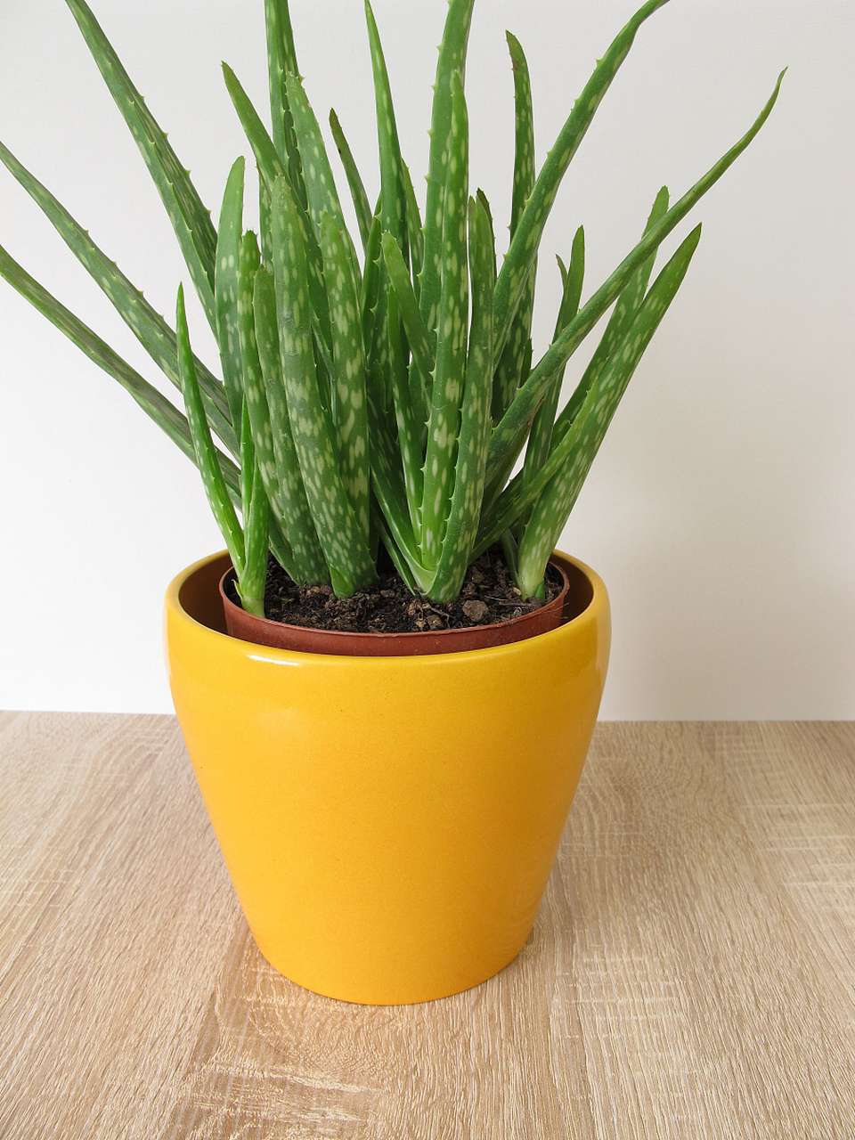 芦荟盆栽,太适合在家养了!