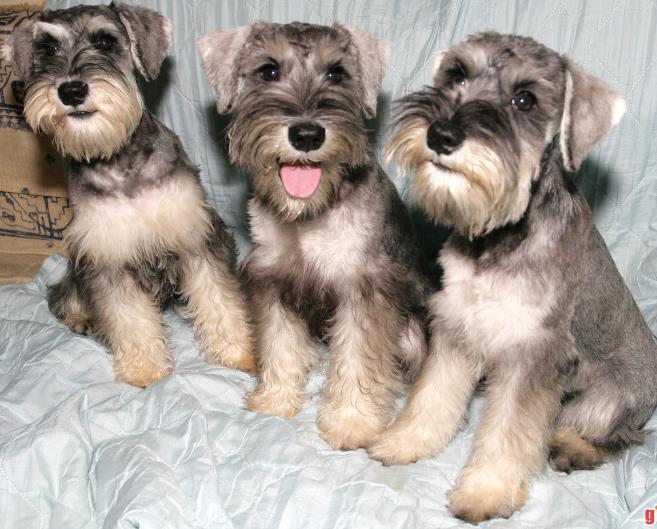 雪纳瑞犬介绍与体型