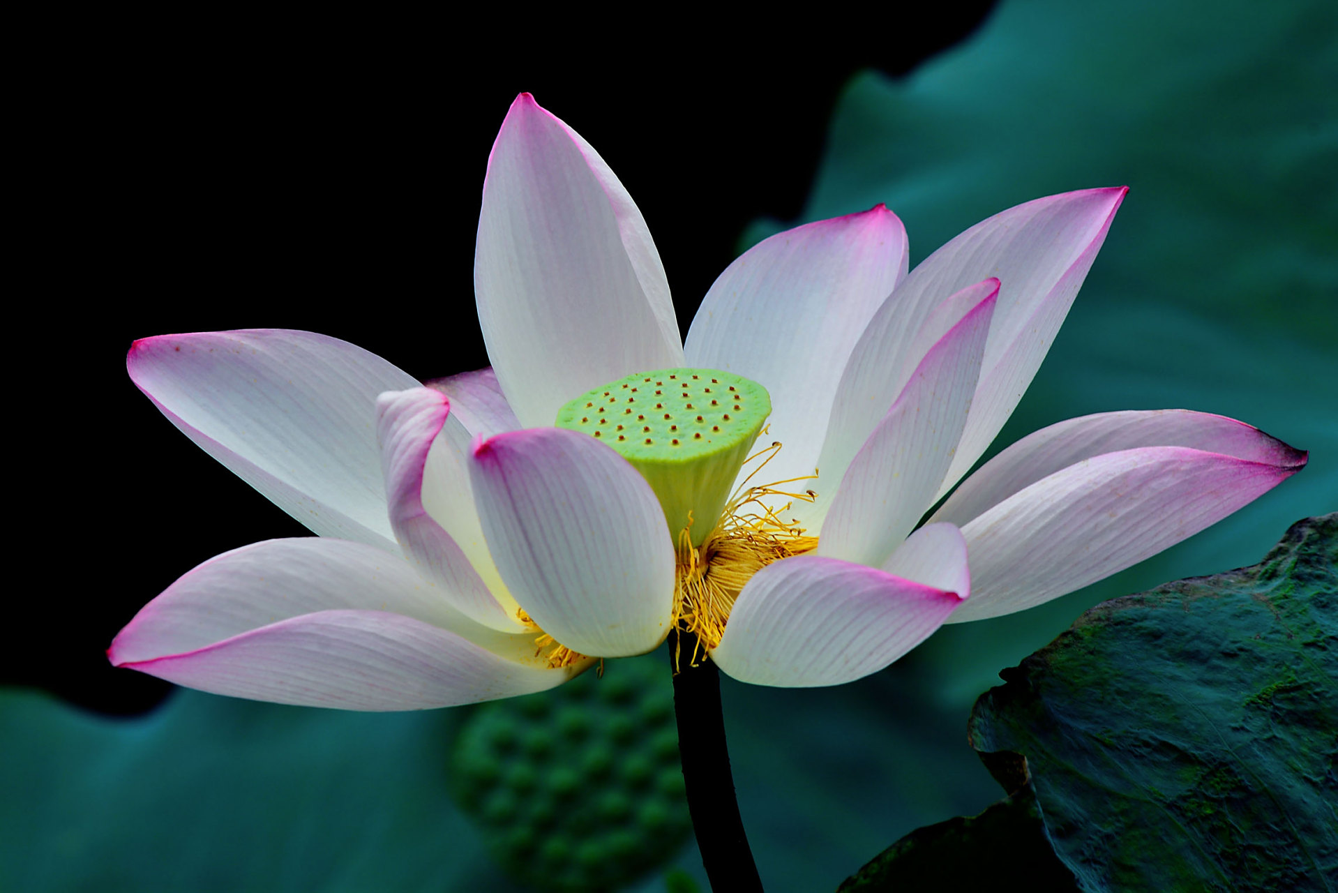 修禅的好处  修习了禅以后,自身的感受会起到巨大