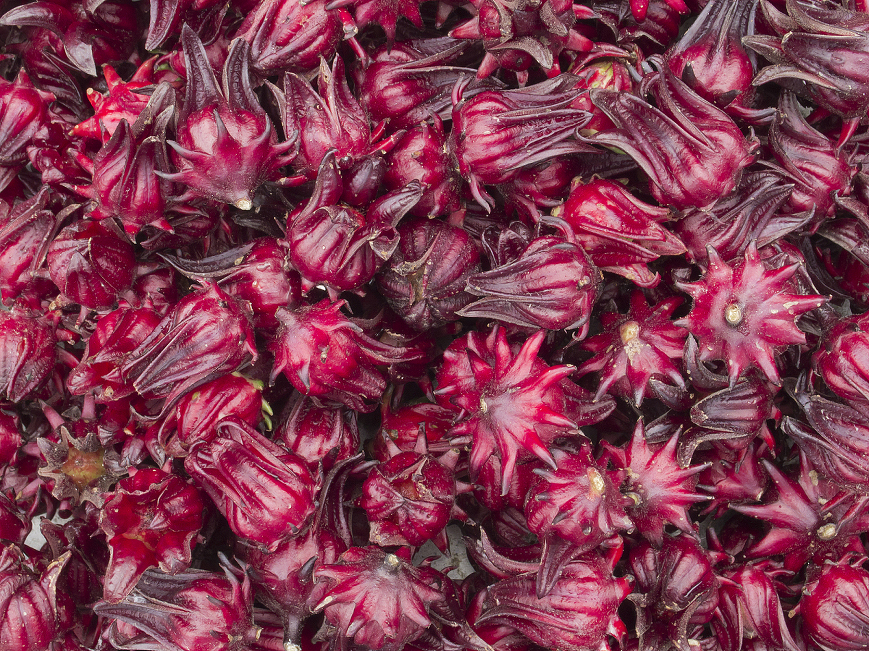 洛神花种子在每年10月成熟,应选择晴朗天气收获.