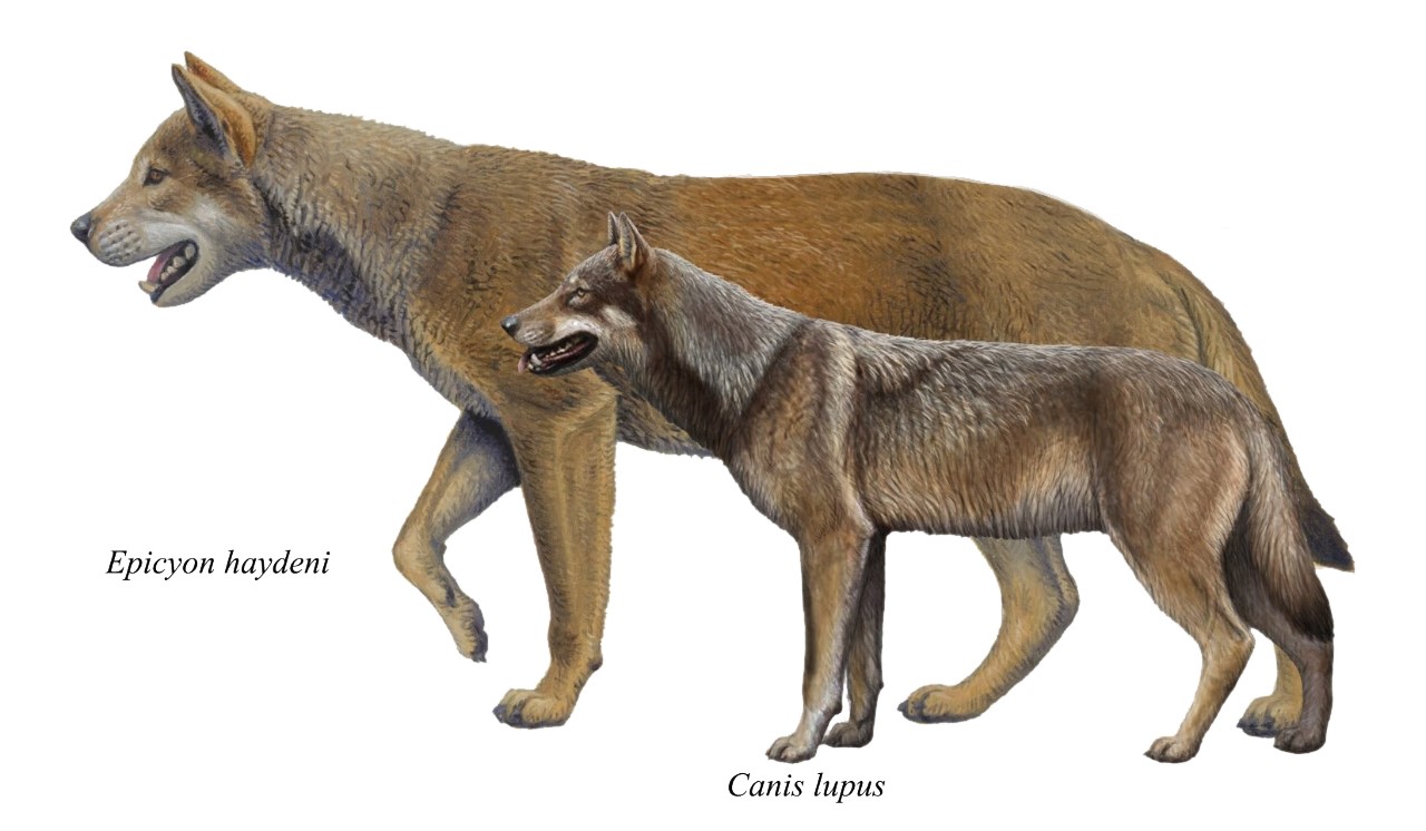 史前犬科动物图片