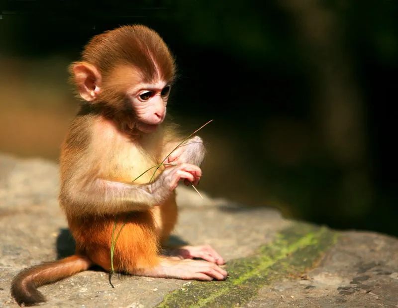 姜堰男子买了个猕猴当宠物,结果猴子放了,他抓了