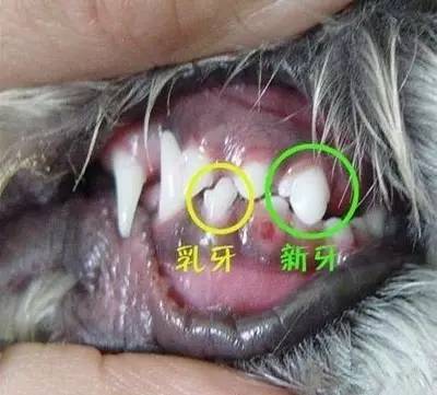 一岁以下狗狗的主人看过来丨双排牙的完美解决方案