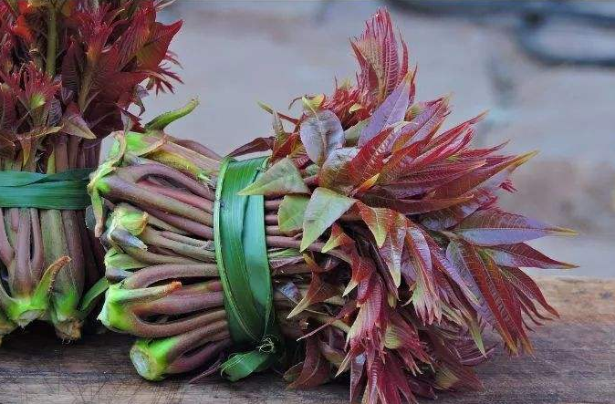 香椿可以吃,臭椿可以吃么?怎么区分香椿和臭椿?