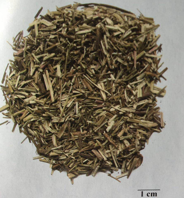 执业中药师每日一药——荆芥