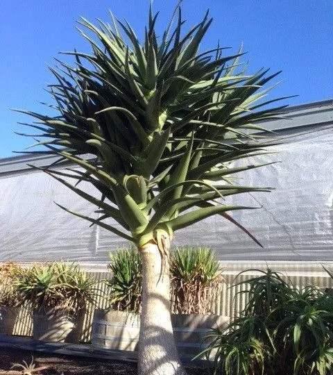 库拉索芦荟,可是好品种,能吃能美容,还能养成"大树"