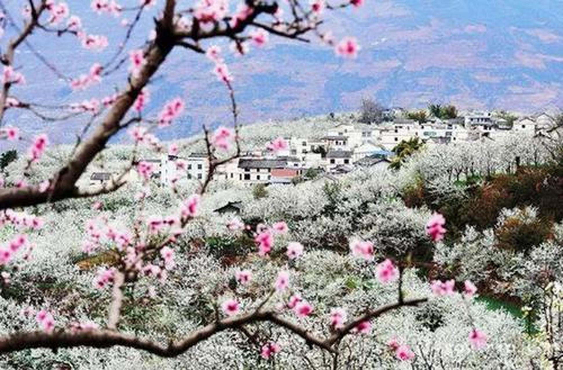 万物皆可云#云游全世界#新津梨花溪风景区:新津梨花溪位于成都新蝌